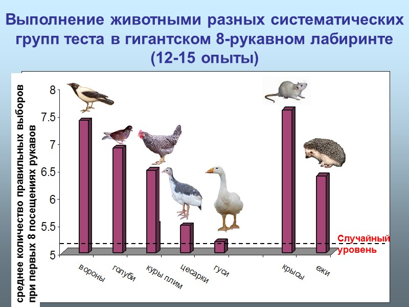 Выполнение животными разных систематических групп теста в гигантском 8-рукавном лабиринте (12-15 опыты)